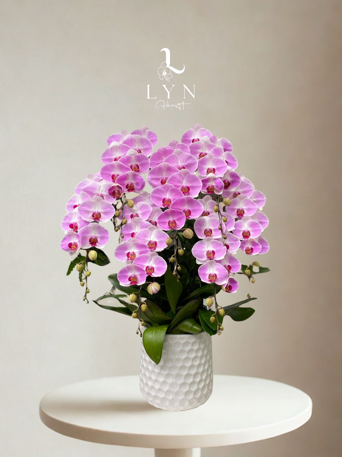 Chậu Hoa Lan Hồng CI229Z